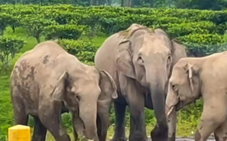 প্রবল দুর্যোগ পাহাড়ে, প্রাণ বাঁচাতে লোকালয়ে হাতির দল, চিতাবাঘ-সহ বন্যপ্রাণ!