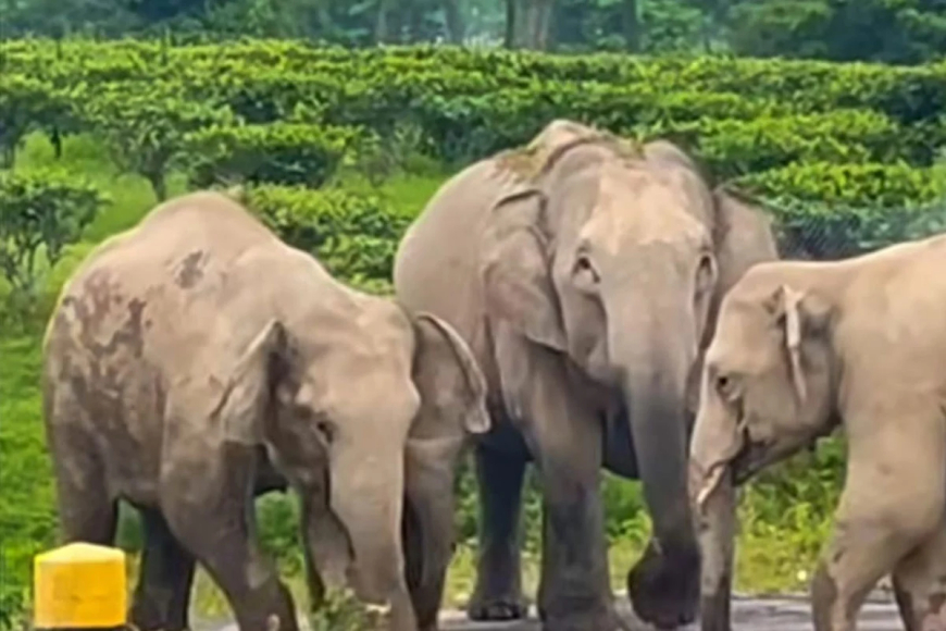 প্রবল দুর্যোগ পাহাড়ে, প্রাণ বাঁচাতে লোকালয়ে হাতির দল, চিতাবাঘ-সহ বন্যপ্রাণ!
